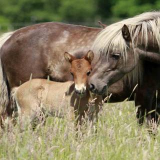 Mare and foal wallpaper