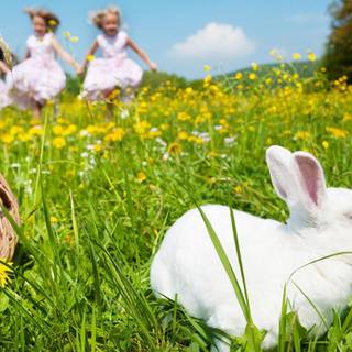 Girl with rabbit wallpaper