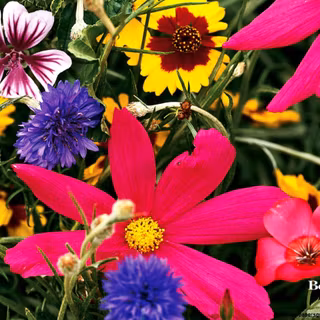 Summer wildflowers wallpaper