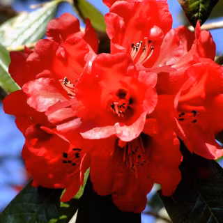 Rhododendrons bloom wallpaper