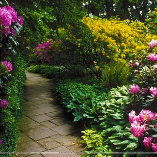 Rhododendrons bloom wallpaper