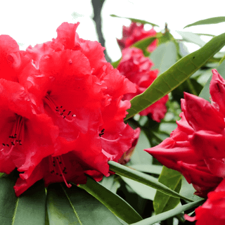 Rhododendrons bloom wallpaper