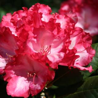 Rhododendrons bloom wallpaper