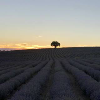 Lavender field Bulgaria wallpaper