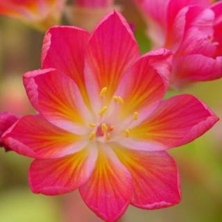 Red Cliff Maids flowers wallpaper