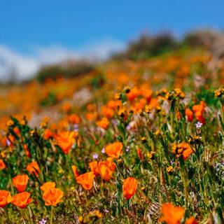 Red Cliff Maids flowers wallpaper