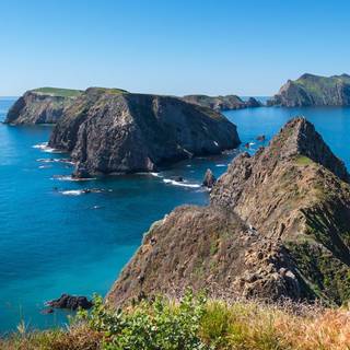 Giant Coreopsis Anacapa Island wallpaper