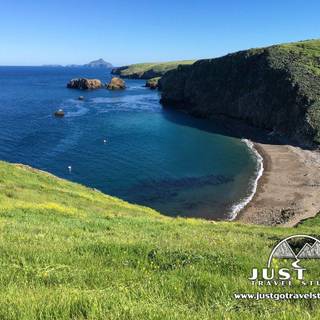 Giant Coreopsis Anacapa Island wallpaper