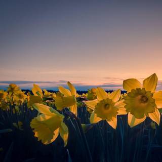 Pretty Daffodil wallpaper
