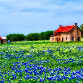 Texas bluebonnets wallpaper