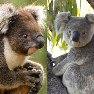 Australian koala bear wallpaper