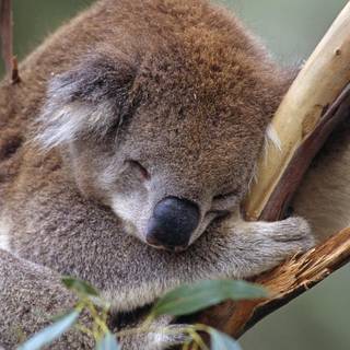 Australian koala bear wallpaper