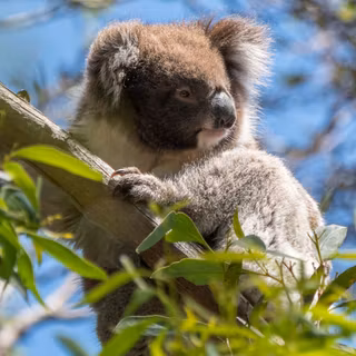 Australian koala bear wallpaper