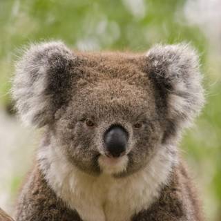 Australian koala bear wallpaper