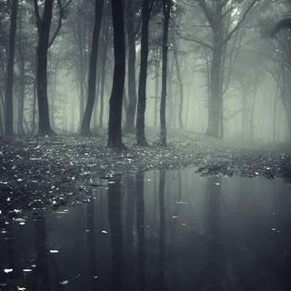 Spooky forest wallpaper