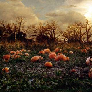 Pumpkin farm wallpaper