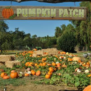 Pumpkin farm wallpaper