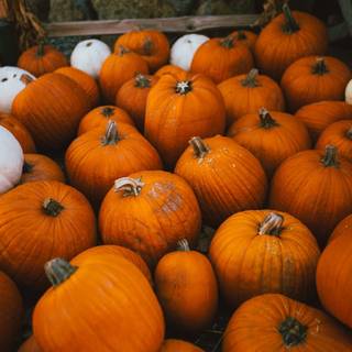 Pumpkin farm wallpaper