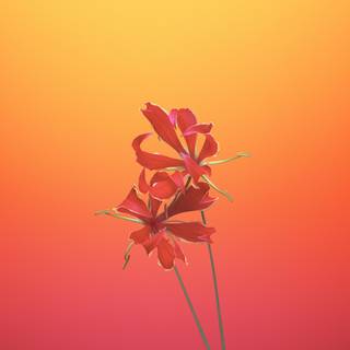 Orange iPhone wallpaper