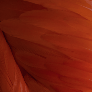 Orange iPhone wallpaper