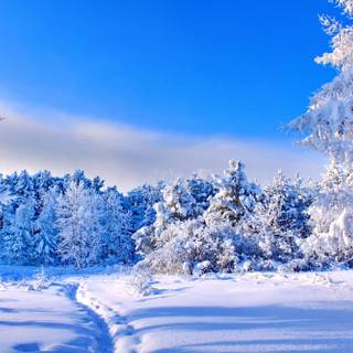 Pretty sunny day wallpaper