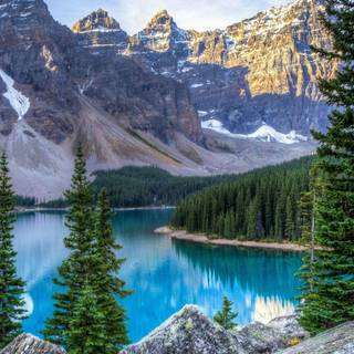 Tree on lake wallpaper