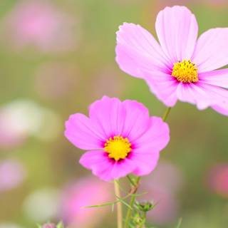 Cosmos flowers wallpaper
