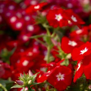 Blooming gardens wallpaper