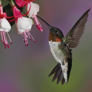 Hummingbird and roses wallpaper