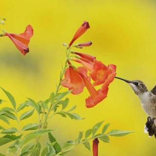 Hummingbird and roses wallpaper