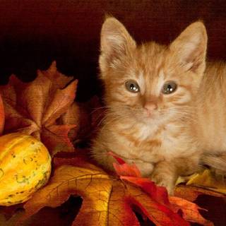 Kitten with leaves wallpaper