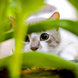 Kitten with leaves wallpaper