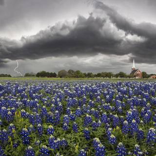 Italy church and wild flowers wallpaper