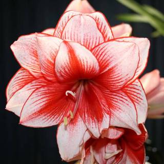 Amaryllis mix wallpaper