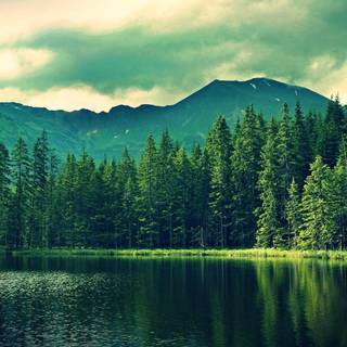 In the forest wallpaper