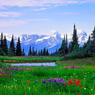 Mountain wildflowers wallpaper