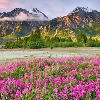 Mountain wildflowers wallpaper