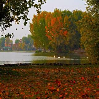 Cool foliage wallpaper