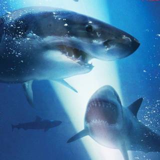 47 Meters Down: Uncaged wallpaper