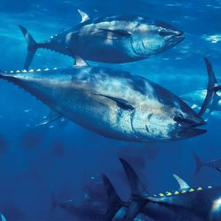Yellowfin tuna wallpaper