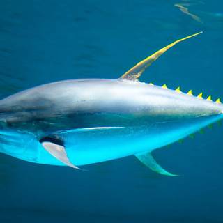 Yellowfin tuna wallpaper