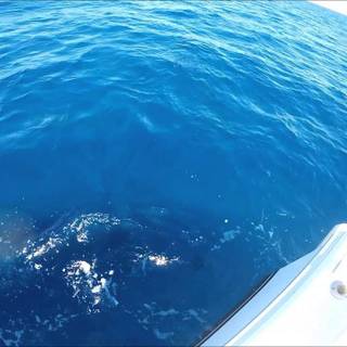 Yellowfin tuna wallpaper