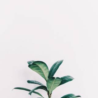 Minimalist aesthetic wallpaper