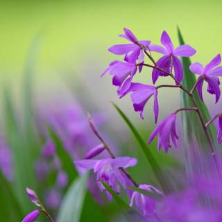 Meadow flowers wallpaper