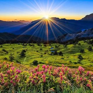 Meadow flowers wallpaper