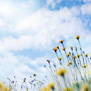 Meadow flowers wallpaper