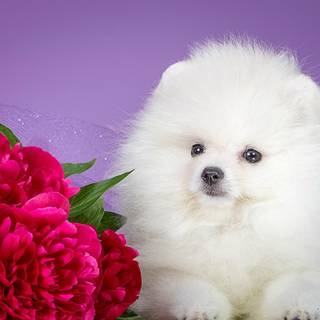 Fluffy dogs wallpaper