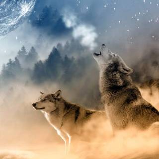 Wolf and moon wallpaper