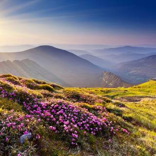 Flower meadow and mountains wallpaper
