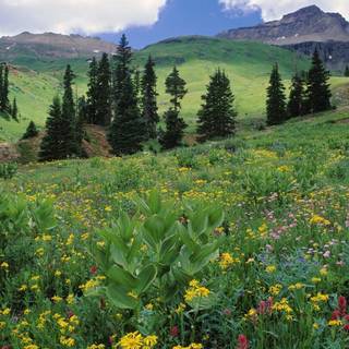 Flower meadow and mountains wallpaper